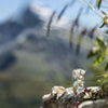 Edelweiss - Schweizer Bergkristall